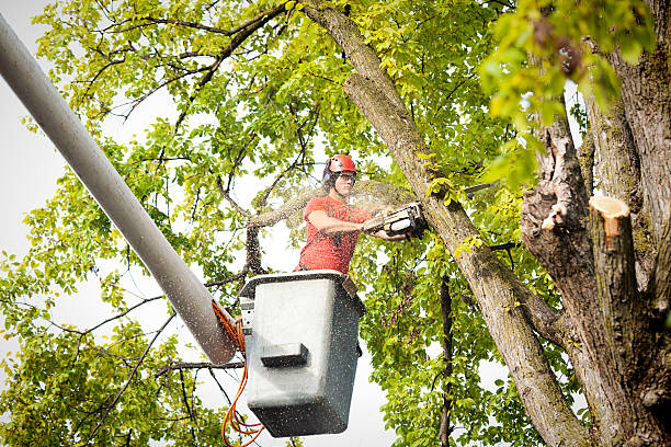 The Steps Involved in Our Tree Care Process in Windber, PA